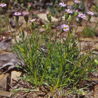 Vittadinia muelleri (Narrow-leafed New Holland Daisy) at Mulligans Flat - 24 Oct 2004 by BettyDonWood