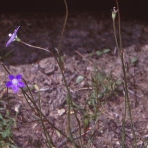 Wahlenbergia multicaulis at Mulligans Flat - 15 Dec 2004