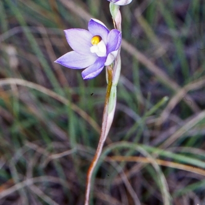 Thelymitra arenaria (Forest Sun Orchid) at Gundaroo, NSW - 25 Oct 2002 by BettyDonWood