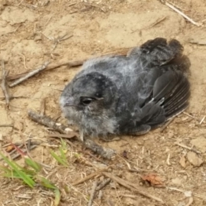Aegotheles cristatus at Yarralumla, ACT - 26 Dec 2015 05:35 PM