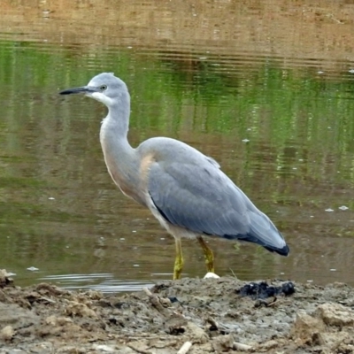 Egretta novaehollandiae (White-faced Heron) at Fyshwick, ACT - 21 Dec 2018 by RodDeb