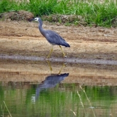 Egretta novaehollandiae at Fyshwick, ACT - 21 Dec 2018