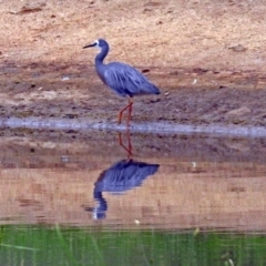 Egretta novaehollandiae at Fyshwick, ACT - 21 Dec 2018 11:21 AM