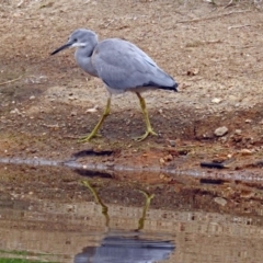 Egretta novaehollandiae at Fyshwick, ACT - 21 Dec 2018