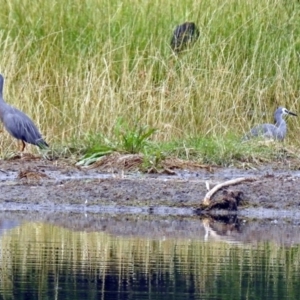 Egretta novaehollandiae at Fyshwick, ACT - 21 Dec 2018 11:21 AM