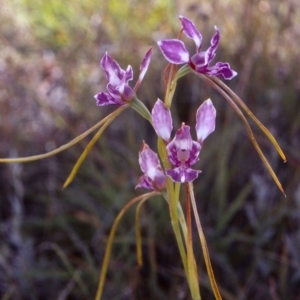 Diuris dendrobioides at suppressed - 12 Dec 2005