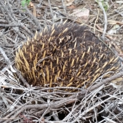 Tachyglossus aculeatus (Short-beaked Echidna) at Stirling Park - 31 Jan 2015 by jpittock