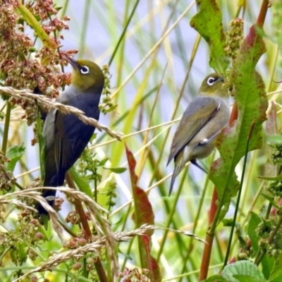 Zosterops lateralis (Silvereye) at Jerrabomberra Wetlands - 21 Dec 2018 by RodDeb