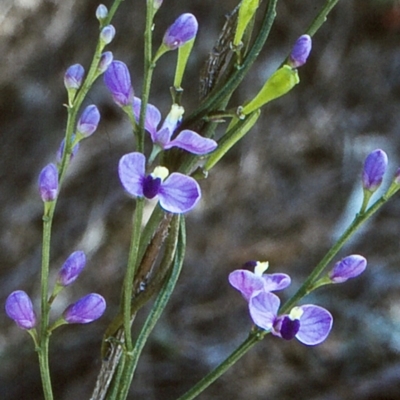 Comesperma volubile (Love Creeper) at Eden, NSW - 17 Oct 1996 by BettyDonWood