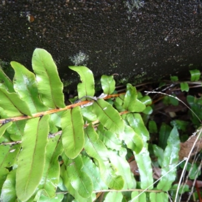 Blechnum minus (Soft Water Fern) at Paddys River, ACT - 2 May 2015 by galah681