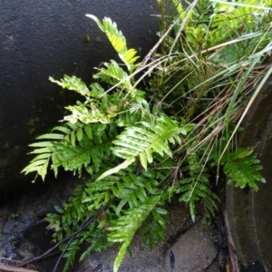 Blechnum minus at Paddys River, ACT - 2 May 2015