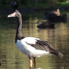 Anseranas semipalmata (Magpie Goose) at Paddys River, ACT - 25 Jan 2015 by MichaelBedingfield