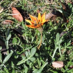 Gazania x splendens (Gazania) at Gordon, ACT - 3 Mar 2015 by MichaelBedingfield