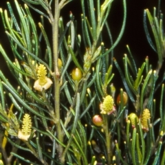 Bertya cunninghamii subsp. cunninghamii at Bungonia National Park - 4 Feb 2000 by BettyDonWood