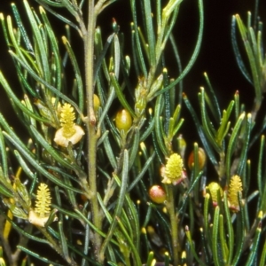 Bertya cunninghamii subsp. cunninghamii at Bungonia National Park - 4 Feb 2000