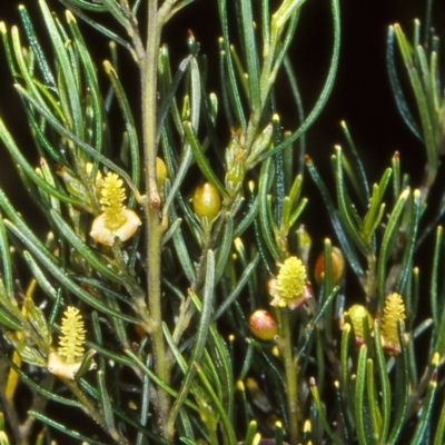 Bertya cunninghamii subsp. cunninghamii at Bungonia National Park - 3 Feb 2000 by BettyDonWood