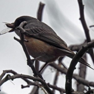 Pachycephala rufiventris at Fyshwick, ACT - 21 Dec 2018