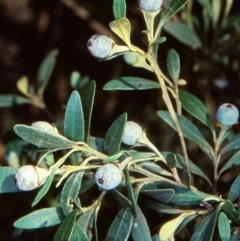 Beyeria viscosa (Pinkwood) at Bungonia National Park - 1 Sep 1998 by BettyDonWood