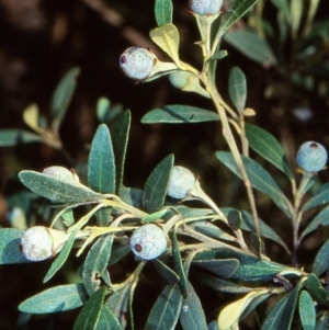 Beyeria viscosa at Bungonia National Park - 1 Sep 1998 12:00 AM