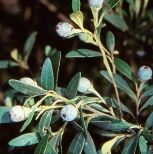 Beyeria viscosa at Bungonia National Park - 1 Sep 1998