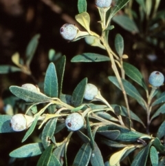 Beyeria viscosa (Pinkwood) at Bungonia National Park - 31 Aug 1998 by BettyDonWood