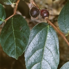 Ficus coronata (Creek Sandpaper Fig) at Bungonia National Park - 28 Feb 1998 by BettyDonWood