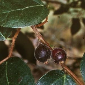 Ficus coronata at Bungonia National Park - 28 Feb 1998