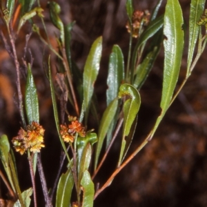 Dodonaea viscosa subsp. spatulata at Bungonia National Park - 29 Dec 1997
