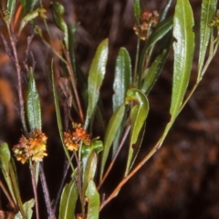 Dodonaea viscosa subsp. spatulata (Broad-leaved Hop Bush) at Bungonia National Park - 28 Dec 1997 by BettyDonWood