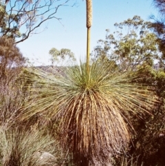 Xanthorrhoea glauca subsp. angustifolia (Grey Grass-tree) at Bungonia National Park - 28 Dec 1997 by BettyDonWood