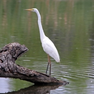 Ardea alba at Fyshwick, ACT - 21 Dec 2018 11:15 AM