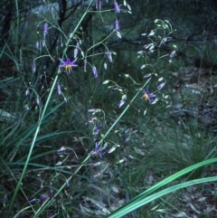 Dianella revoluta var. revoluta (Black-Anther Flax Lily) at Bungonia National Park - 19 Nov 1998 by BettyDonWood