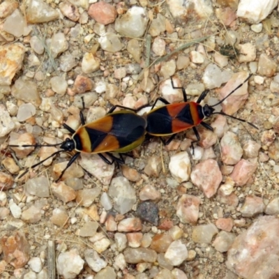 Dindymus versicolor (Harlequin Bug) at Fyshwick, ACT - 21 Dec 2018 by RodDeb