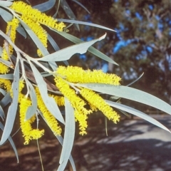 Acacia binervia (Coastal Myall, Kai'arrewan) at Bungonia National Park - 5 Nov 1997 by BettyDonWood