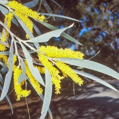 Acacia binervia (Coastal Myall, Kai'arrewan) at Bungonia National Park - 5 Nov 1997 by BettyDonWood