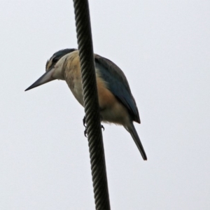 Todiramphus sanctus at Fyshwick, ACT - 21 Dec 2018