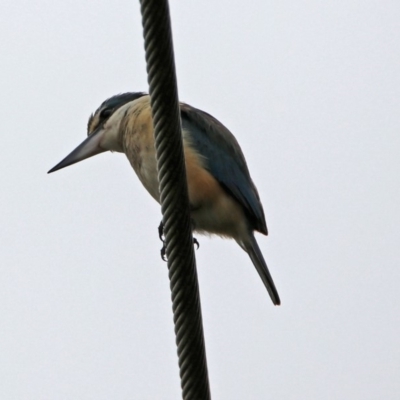 Todiramphus sanctus (Sacred Kingfisher) at Fyshwick, ACT - 21 Dec 2018 by RodDeb