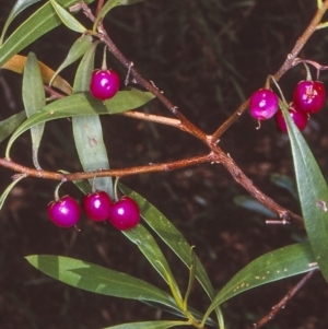 Myoporum montanum at Bungonia National Park - 29 Dec 1997 12:00 AM