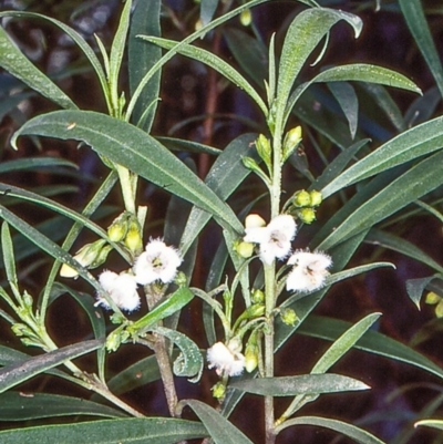 Myoporum montanum (Western Boobialla, Water Bush) at Bungonia National Park - 28 May 1998 by BettyDonWood