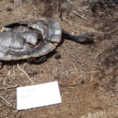 Chelodina longicollis (Eastern Long-necked Turtle) at Stirling Park - 16 Dec 2018 by jpittock