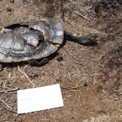 Chelodina longicollis (Eastern Long-necked Turtle) at Yarralumla, ACT - 16 Dec 2018 by jpittock
