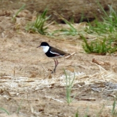 Erythrogonys cinctus (Red-kneed Dotterel) at Fyshwick, ACT - 21 Dec 2018 by RodDeb