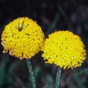 Ammobium craspedioides at Bookham, NSW - 16 Nov 2001