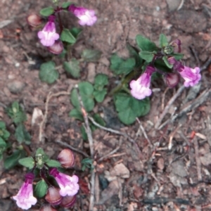 Scutellaria humilis at Bungonia National Park - 5 Nov 1997