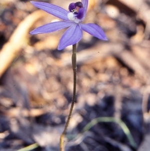 Cyanicula caerulea at Bungonia National Park - suppressed