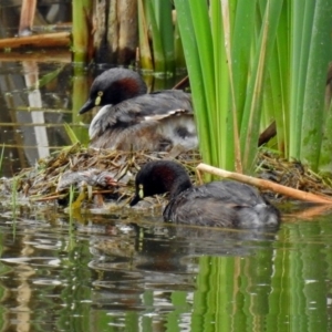 Tachybaptus novaehollandiae at Fyshwick, ACT - 21 Dec 2018