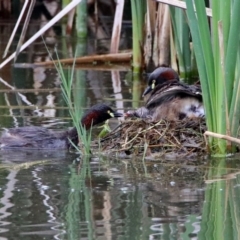 Tachybaptus novaehollandiae at Fyshwick, ACT - 21 Dec 2018