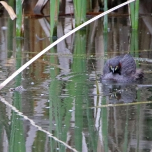 Tachybaptus novaehollandiae at Fyshwick, ACT - 21 Dec 2018