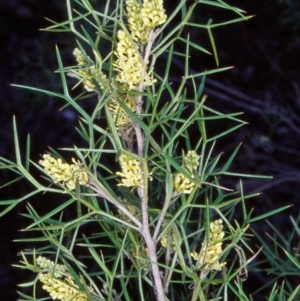 Grevillea raybrownii at Bungonia National Park - 1 Sep 1998