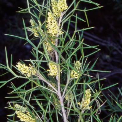 Grevillea raybrownii at Bungonia National Park - 31 Aug 1998 by BettyDonWood